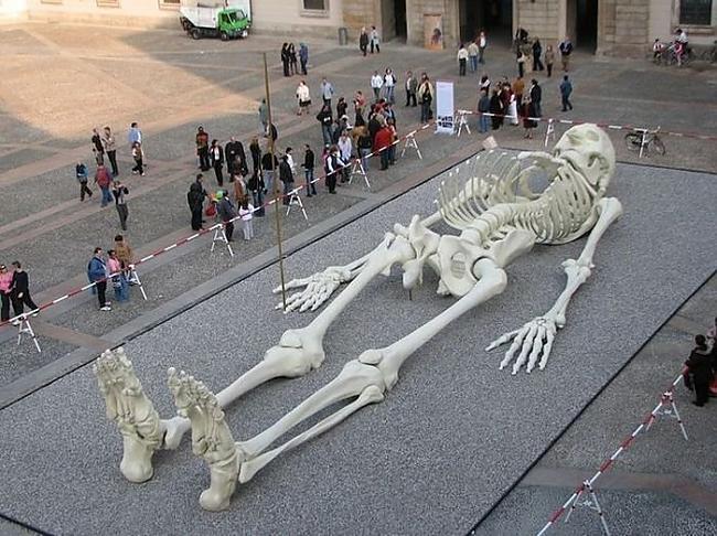  Autors: SK8T3R 28m skelets no cilvēka kauliem.