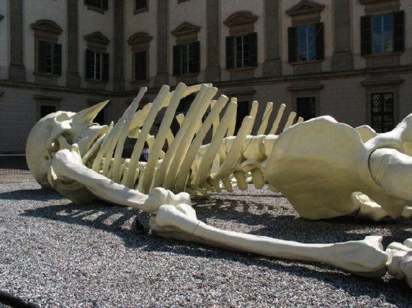  Autors: Riichijss Gigantiskais skelets