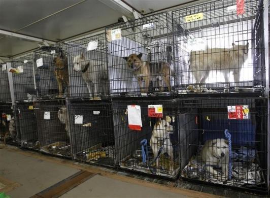 Suņi kas tika izglābti Autors: Jeims0n Pazudušie dzīvnieki no Fukushimas