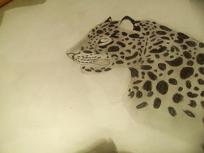 Un vēlvienreiz visam pāri... Autors: Hamsters1 Kā uzzīmēt leopardu.