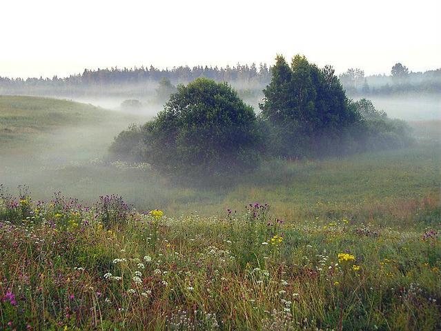  Autors: Fosilija Latvijas Daba