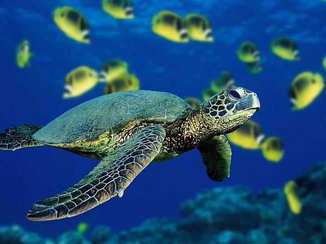 Jūras bruņurupuči var attīstīt... Autors: Fosilija Fakti par bruņurupučiem