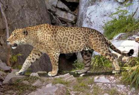 Eiropas jaguars Atscaronķirībā... Autors: Kinkažu Aizvēsturiskie milzu kaķi