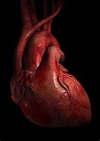 Sirds ir apbrīnojams orgāns... Autors: SiCranberry Fakti par cilvēku.