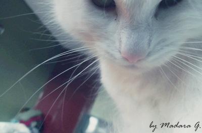 Mana kaķenīte Pērle  Autors: madyaa My pictures 2 (:
