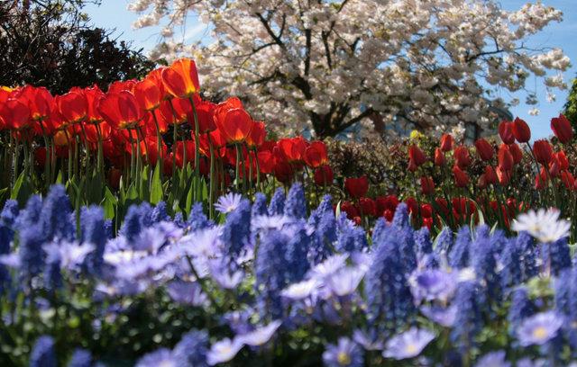  Autors: Fosilija Krāšņie pavasara ziedi Keukenhof  parkā.