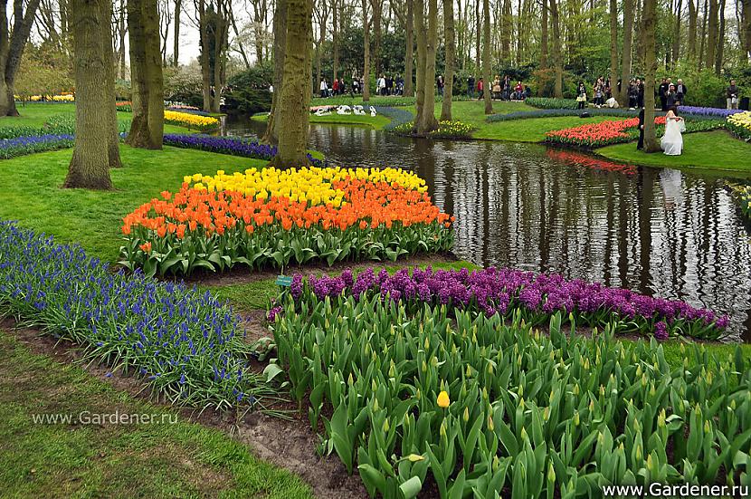  Autors: Fosilija Krāšņie pavasara ziedi Keukenhof  parkā.