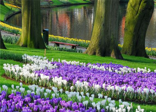  Autors: Fosilija Krāšņie pavasara ziedi Keukenhof  parkā.