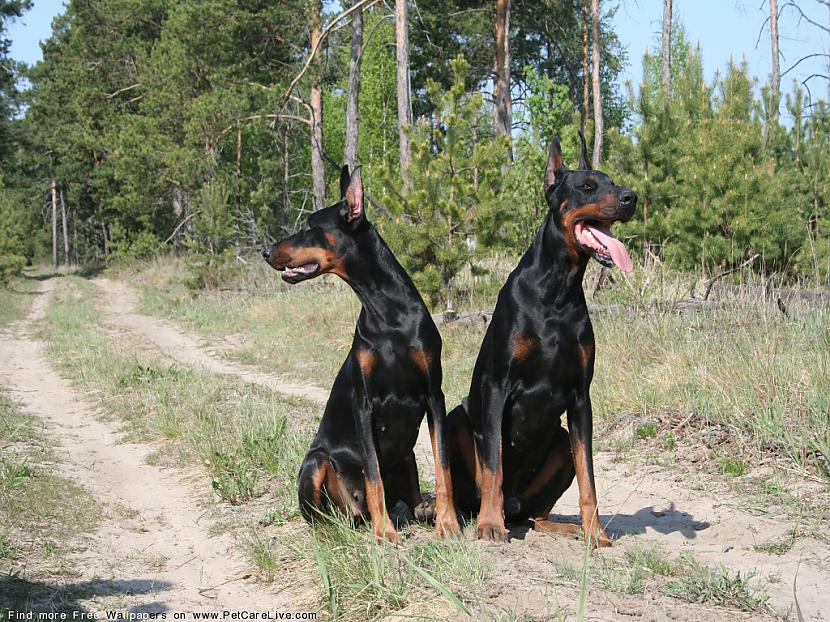  Autors: endzhija Doberman ***