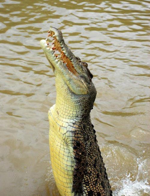 jūras krokodils Autors: stipra7 Pasaules lielākie dzivnieki!