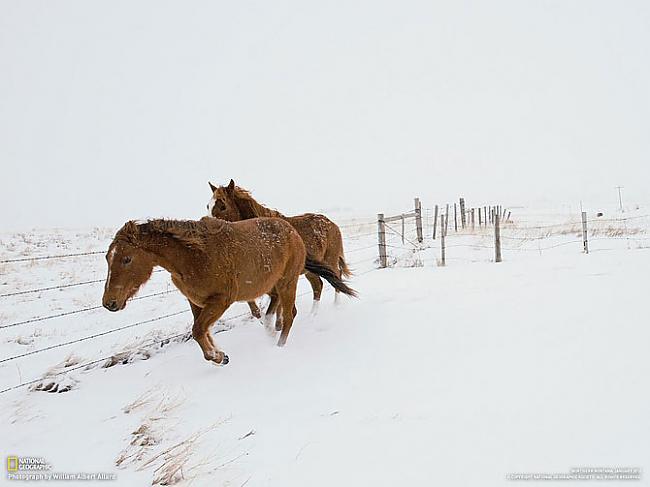 Zirgi Montānas scarontats ASV Autors: Franziskaner Labākās marta fotogrāfijas