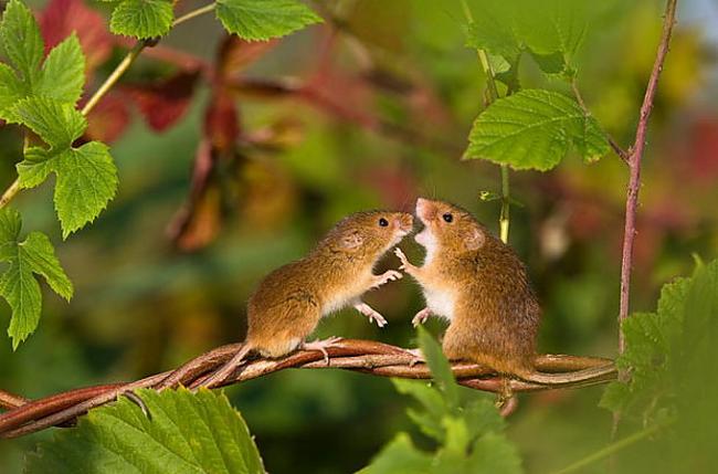  Autors: Eiropa Lauku peles dzīve