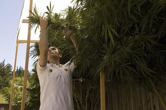  Autors: nolaifers Kā ražo cannabis ?!
