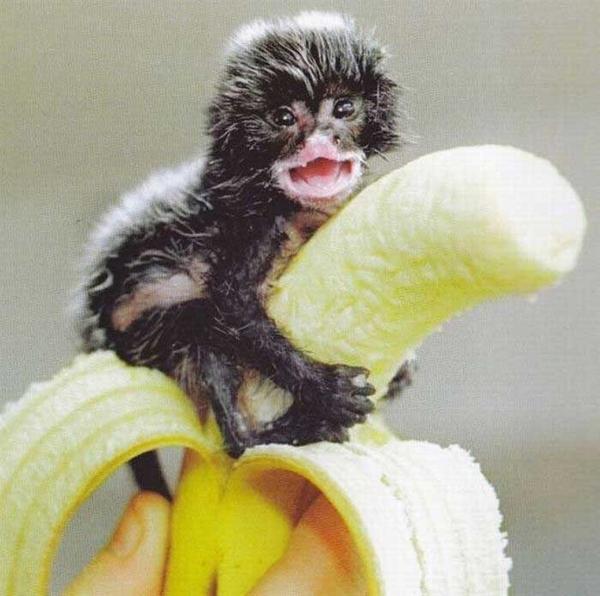 Little monkeys loves banana Autors: goga111 Banana Fail :D