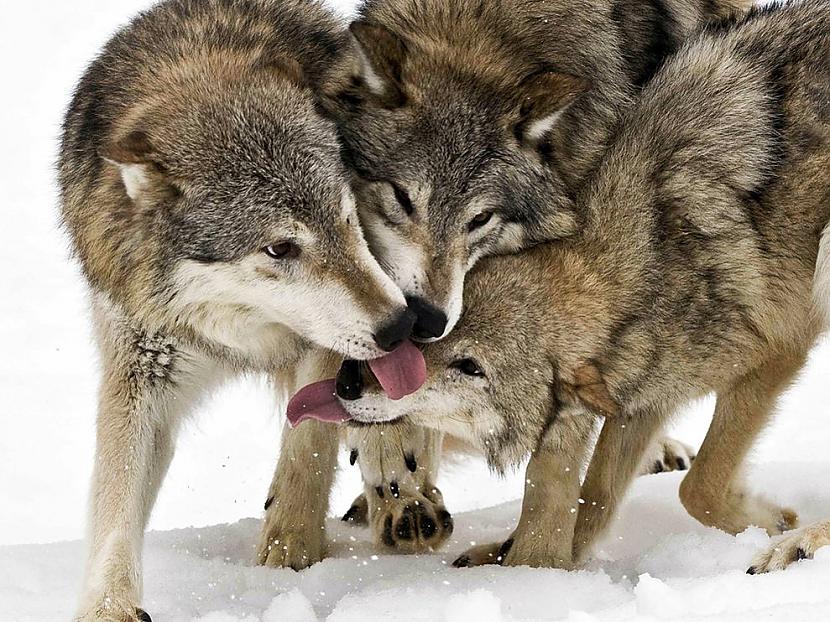 Timber Wolves The secret... Autors: Crop -->20<--