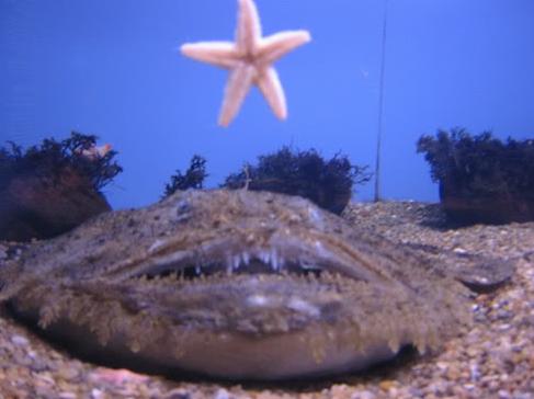 Goosefish pēc skata ne tik... Autors: Fosilija Retas zemūdens dzīvības /3/