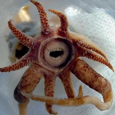 Promacheteuthis sulcus Squid... Autors: Fosilija Retas zemūdens dzīvības /4/