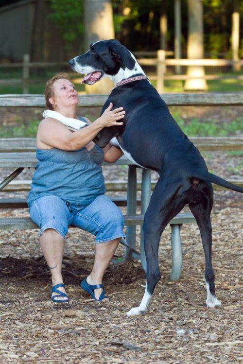 Pasaules visgarākais suns... Autors: Xmozarus Top 25 Ginesa rekordi 2012
