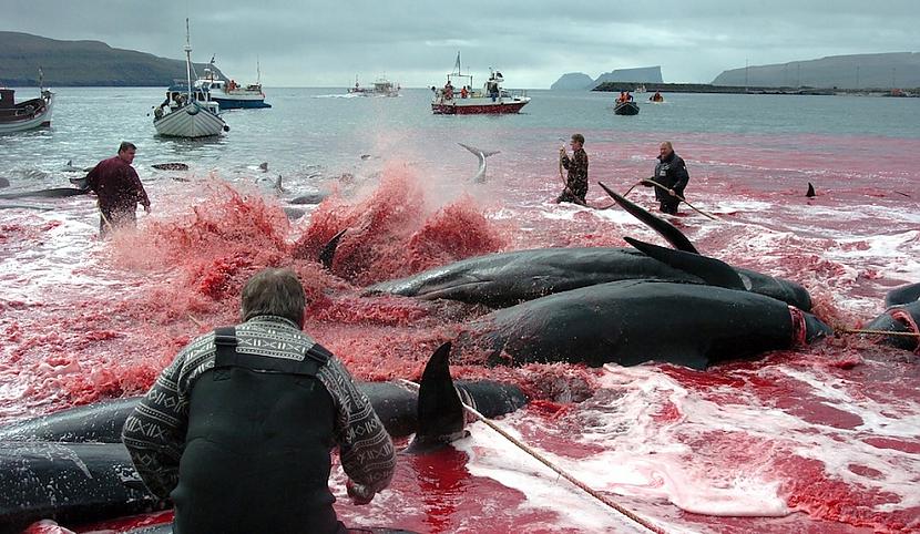 2012 gada 5 jūnijsDaži... Autors: Xmozarus Okeāns kļūst sarkans - šausmīgi!