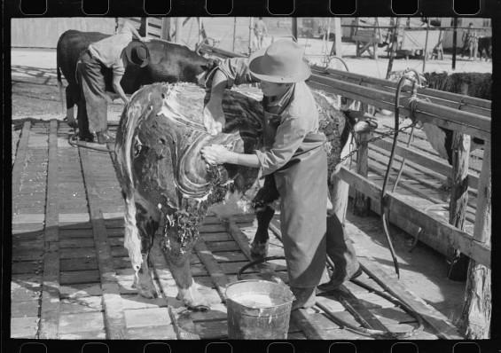 Protams lai govi marķētu... Autors: Aigars D Par un ap kovbojiem senās bildēs.