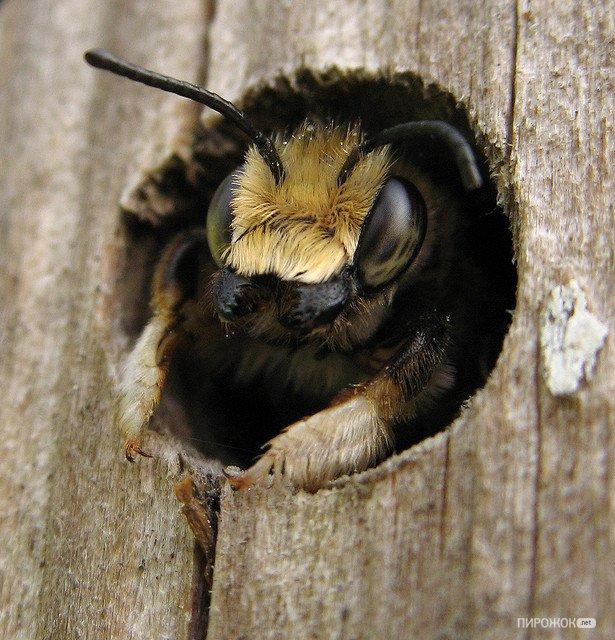  Autors: Fosilija Viesnīca bitēm.