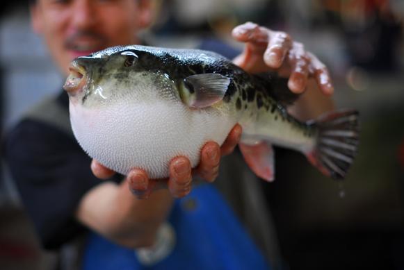Fugu zivs blowfish  uzpūstais... Autors: BoyMan Fakti, kas šokēs ikvienu. 2
