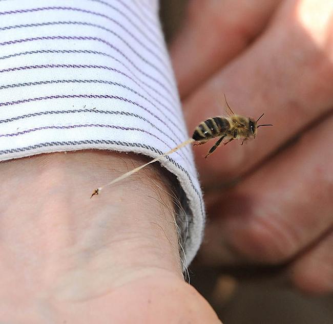 Eiropas medus bites dzēliens Autors: Ragnars Lodbroks Tev tas ir jāredz!!!