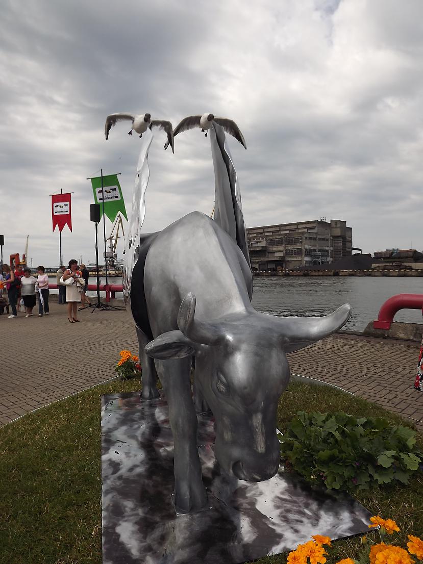 Vētras govs pāri Baltijas... Autors: rutazeva ''Govju parāde'' Ventspilī.