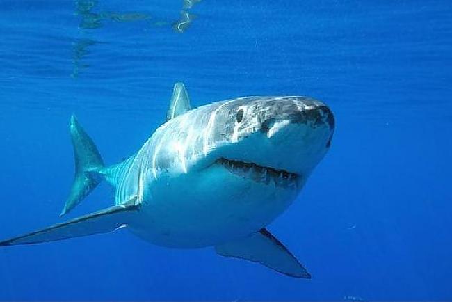 Ja haizivs peld ar vēderu uz... Autors: kapostgalvis Daži fakti