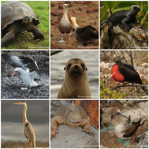  Autors: exkluzīvais Dzīve Galapagu salās