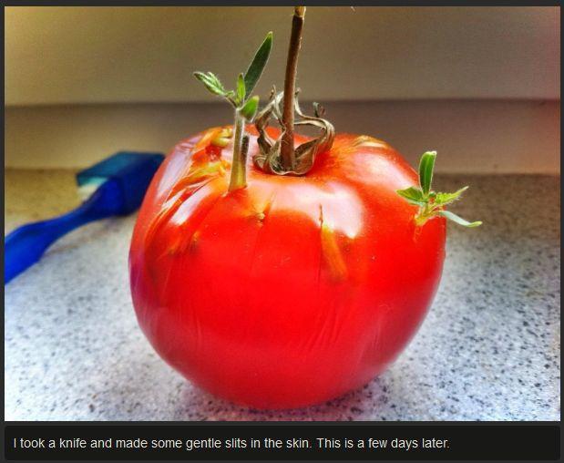  Autors: Ragnars Lodbroks Vecs tomāts dod jaunu dzīvību ...