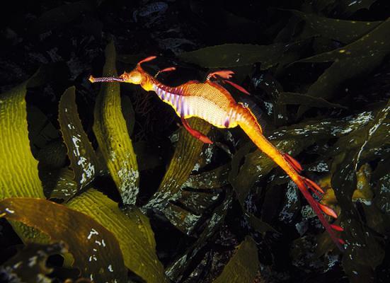 nbspWeedy sea dragon Jūras... Autors: esesmudonors Šīs Pasaules Neparastākie Dzīvnieki
