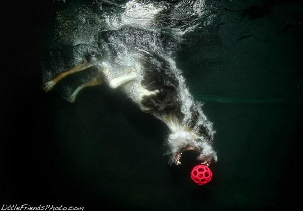  Autors: THUNDERTRUCKS Suņi zem ūdens!