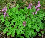 Dobais cīrulītis Corydalis... Autors: zegzii Aizsargājamie augi