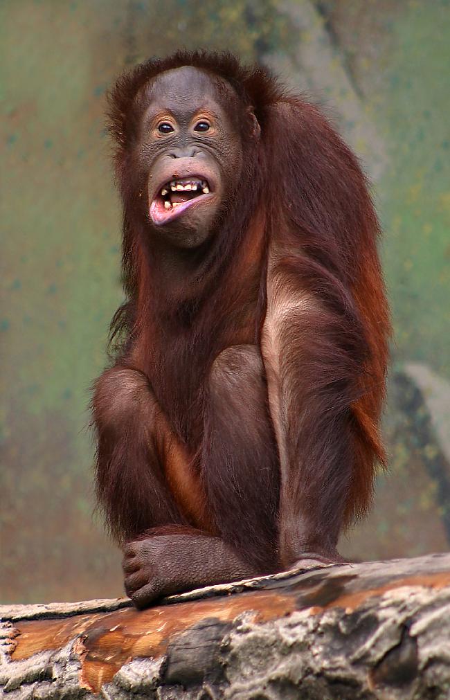 Orangutāni izrāda agresiju ar... Autors: Ben4iks Aizraujoši Fakti [2]