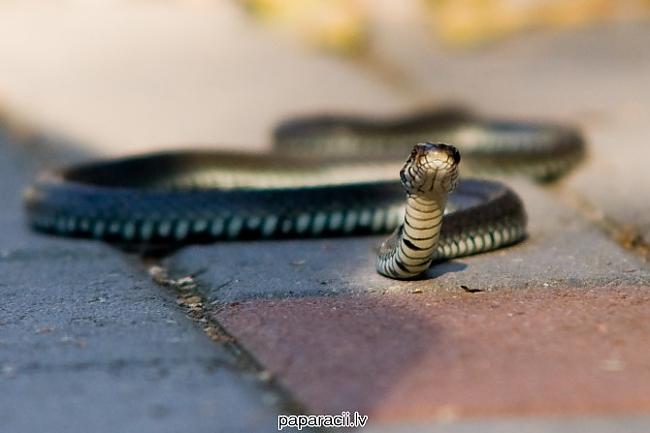 Autors: exkluzīvais Ko dara čūska,  kad ir izsalkusi?