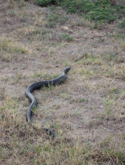 Turpmākajām bildēm ir tikai... Autors: exkluzīvais Ko dara čūska,  kad ir izsalkusi?