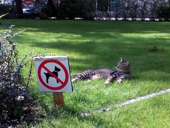  Autors: dīvainis10 Funny pictures.