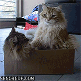 Kad esmu pārāk noguris lai... Autors: laama Kā es jūtos kad... GIF'os. [6]
