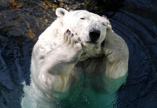 PolārlāčiIr kāds polārlācis... Autors: Lāčplēsis Dzīvnieki - varoņi