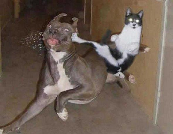  Autors: Labradudeils Fakti. (Faktu mixlis)