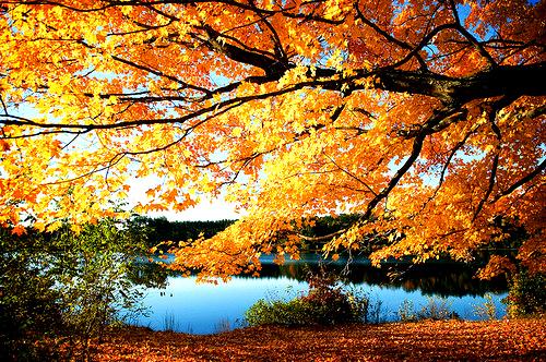  Autors: spoceneic Autumn