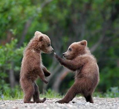 Autors: Ezisbiksītēs Kung- Fu dzīvnieki