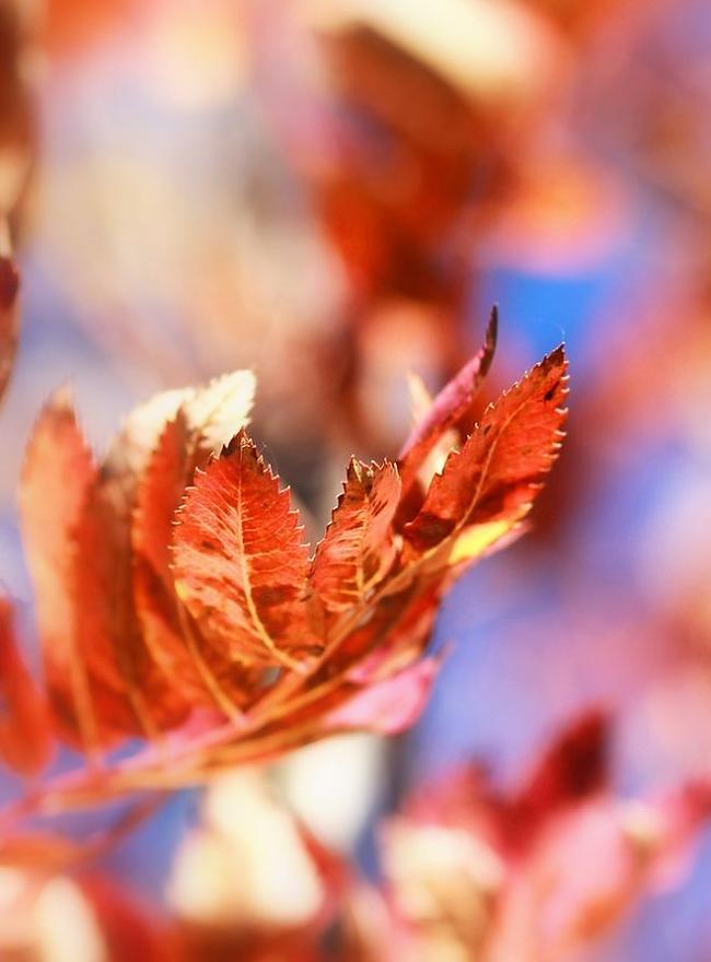  Autors: heartless Autumn.