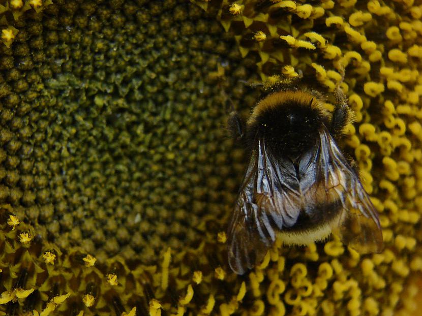 Scaronī bilde ir mans favorīts... Autors: Fosilija Bite + Saulespuķe