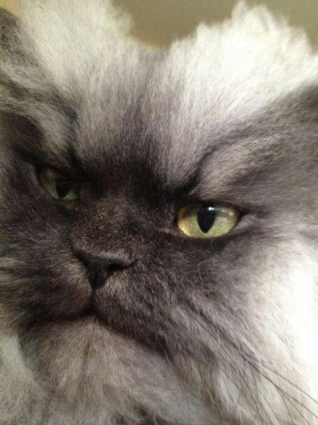  Autors: Colonel Meow Iespējams dusmīgākais kaķis pasaulē