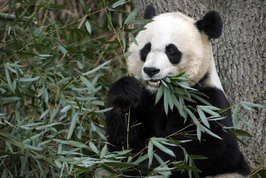 Autors: Cepumins27 Vašingtonas zooloģiskajā dārzā miris pandu mazulis