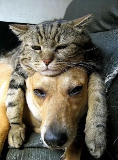  Autors: Pizhix Funny pets.