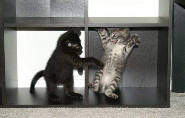  Autors: Pizhix Funny pets.