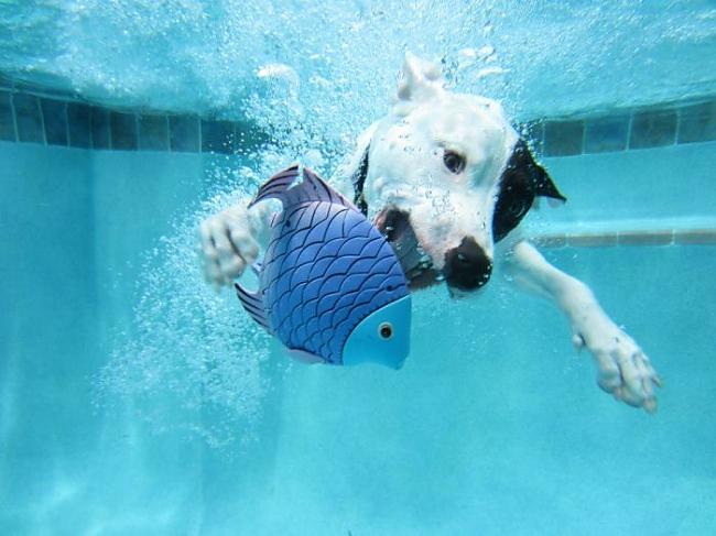  Autors: NewDZERA Suns zem ūdens !!!!